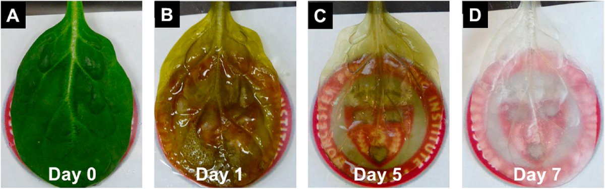 Sciencedirect's tweet photo. Plant tissue is being used as a prevascularized scaffold for tissue engineering. In other words, Scientists are looking to grow human heart cells in the lab off of a spinach leaf: https://t.co/fu1LAQsh7G https://t.co/UzEjk426V6