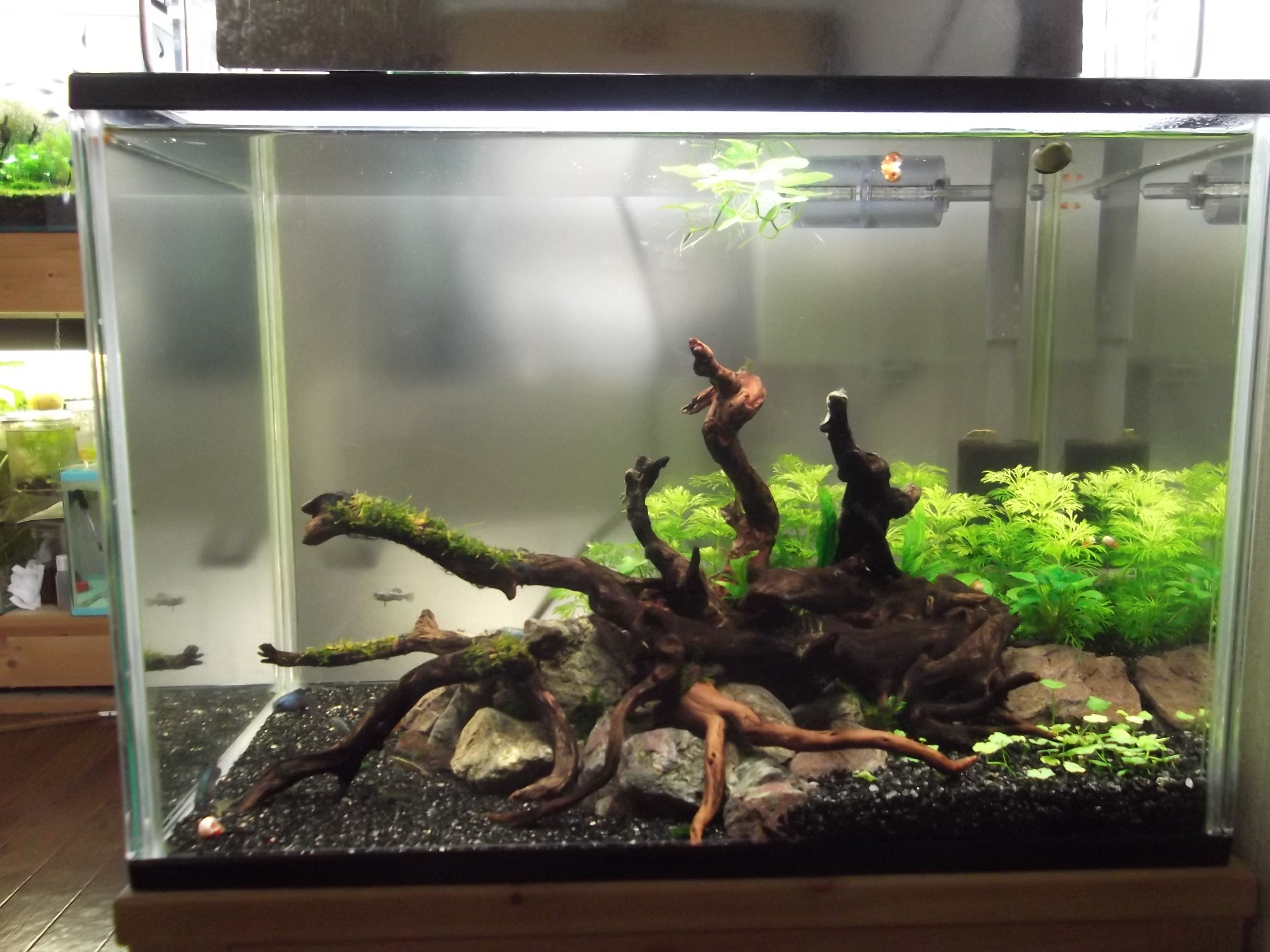 Marsh リセットから3週間経過した40cm水槽ですが無加温なので水草の生長も激遅です 生長が速いアンブリアですら殆ど伸びていませんw 肥料の状態を見るために水面にアマゾンチドメグサを浮かべてます 窒素不足なら黄化しカリウム不足なら白化しますが今の