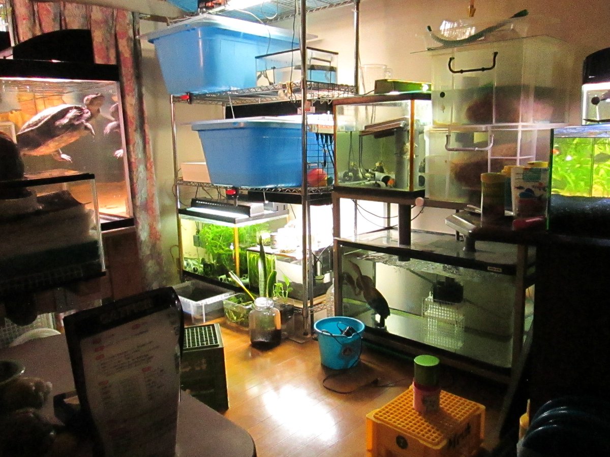 ケロディナ 飼育部屋です 左端がメインの150cm水槽 飼育部屋 亀部屋 150cm水槽