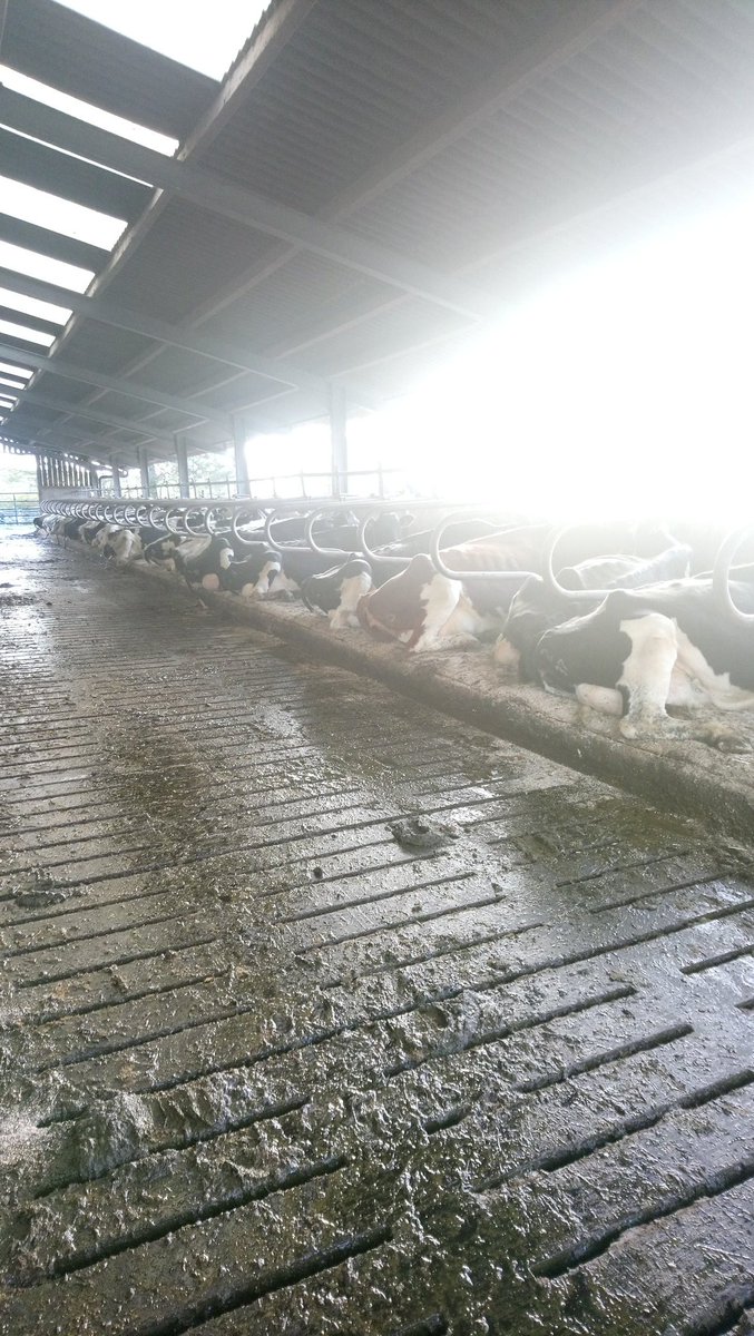 Comfortable cows that lye down for over 12 hours are more productive #healthycows
