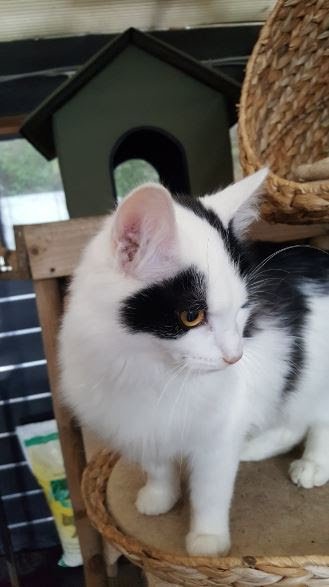 MeanderingNumps's tweet photo. Poor Paddy currently lives in this abandoned birdhouse. It has no double glazing, or even doors! It is far too small for a Xmas  tree! This is unacceptable, and if you fancy #HelpingPaddy then please get in touch with @KeighleyCatCare, or retweet to spread the word! https://t.co/zXQLobVgpv