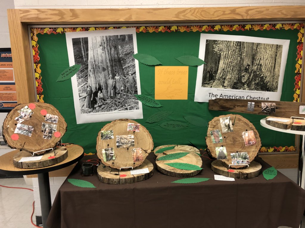 sarahpjustice's tweet photo. Did you know that trees can talk? Mrs. McNeely’s class knows it! Find out all about the American Chestnut 🌰 with these talking trees. #tcsyes #americanchestnut https://t.co/GetXroLLls