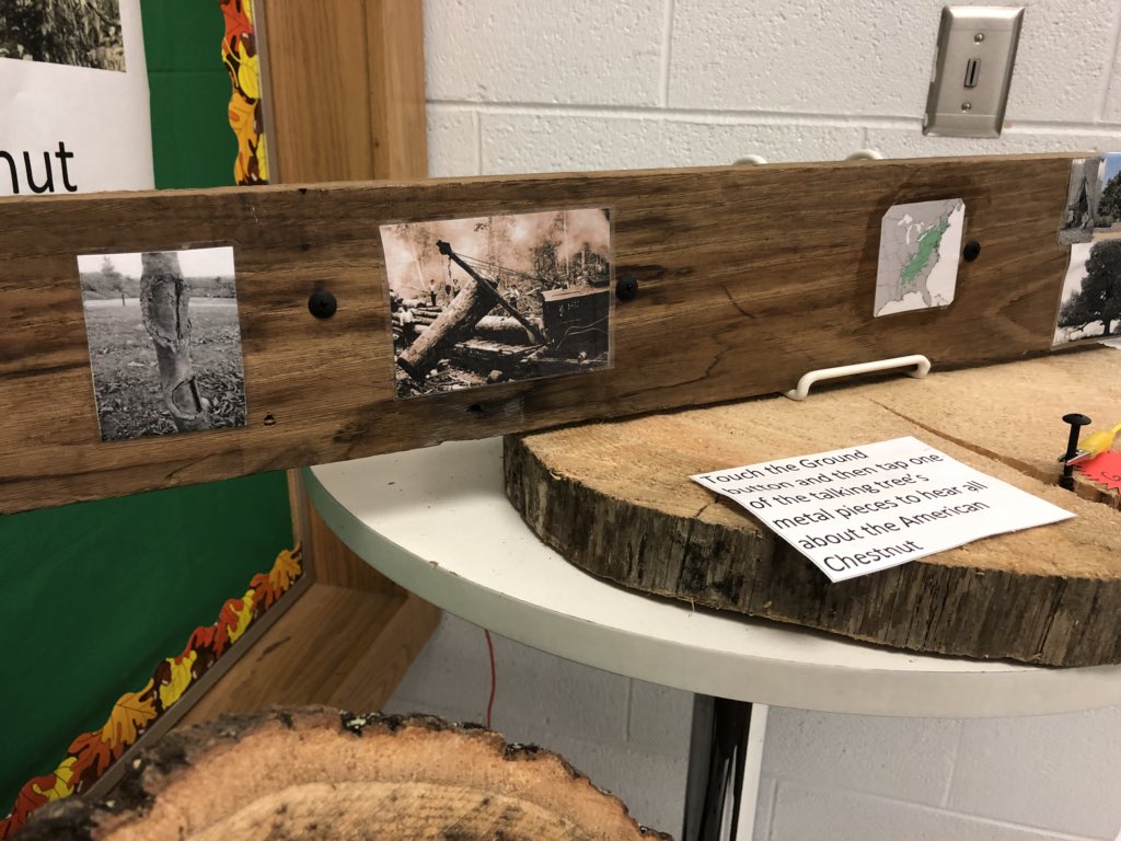 sarahpjustice's tweet photo. Did you know that trees can talk? Mrs. McNeely’s class knows it! Find out all about the American Chestnut 🌰 with these talking trees. #tcsyes #americanchestnut https://t.co/GetXroLLls
