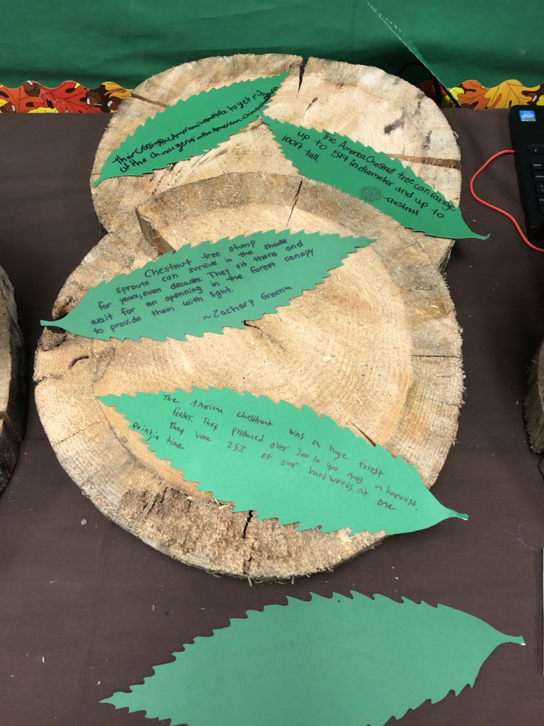 sarahpjustice's tweet photo. Did you know that trees can talk? Mrs. McNeely’s class knows it! Find out all about the American Chestnut 🌰 with these talking trees. #tcsyes #americanchestnut https://t.co/GetXroLLls