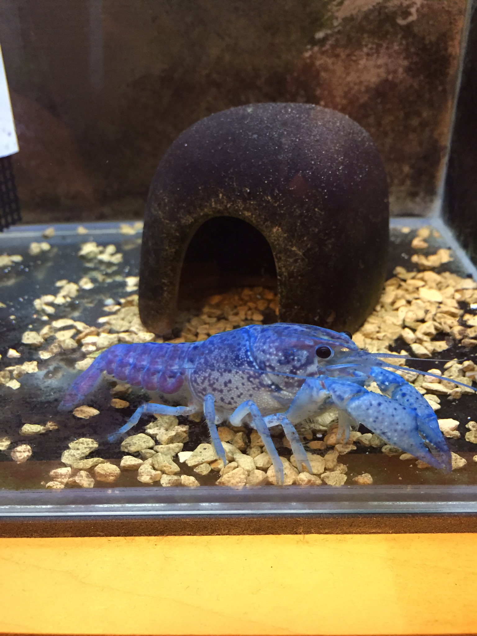 たず ザリガニ フロリダブルー 最近 タイゴーストや他のザリガニを新たに飼育し始めましたが 彼らよりずっと以前から飼育 してるのがフロリダブルーで 雌個体は家に来て3年を越える古参で もうおばあちゃんかな T Co Fbch5jbcrp Twitter