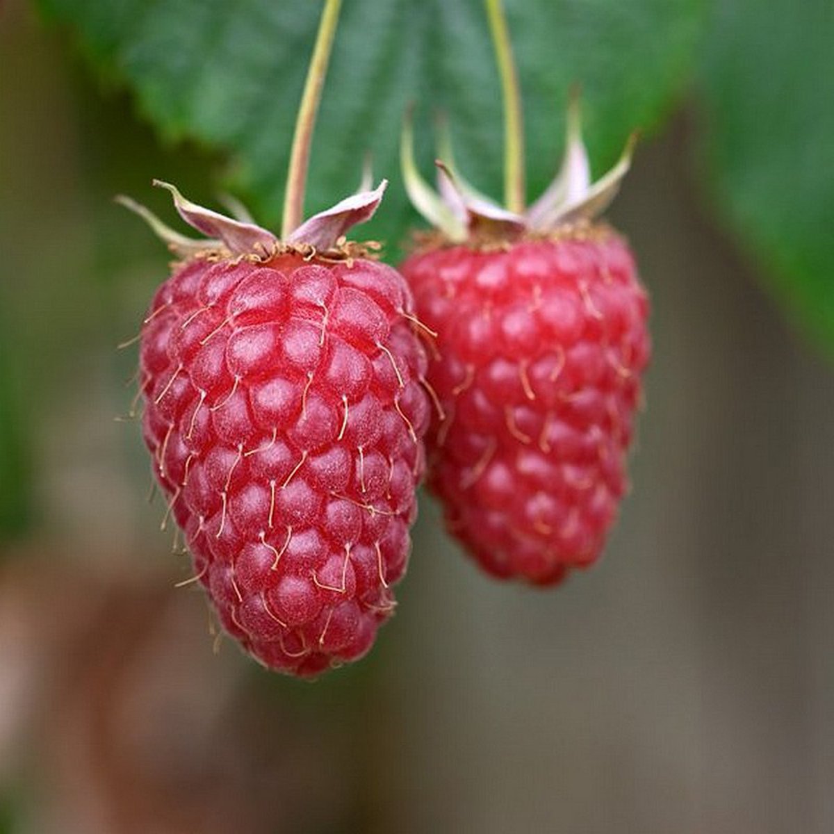 Who's tried the delicious Loganberry? a hybrid raspberry x blackberry with thornless stems, definitely a great variety to get your hands on  😋 #BerryOfTheWeek