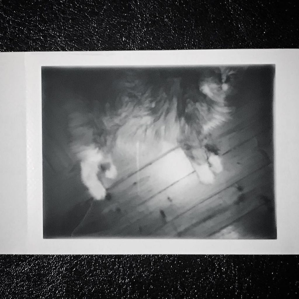 soforthorst's tweet photo. Müde Katze #tag352 #schwarzweiss #blackandwhite #soforthorst #365sofort #sofortbild #lomography https://t.co/mX3k9lqgdc https://t.co/Im7fd8DTlP