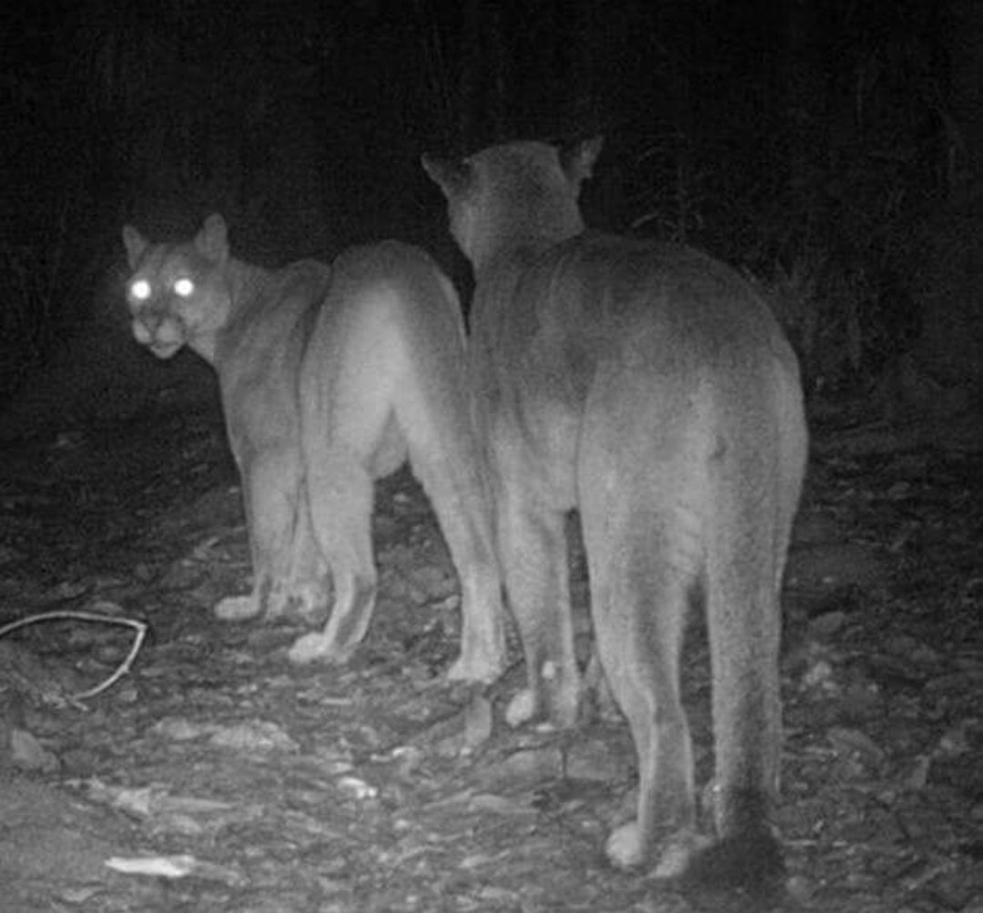 Julio C. Valerio on X: "Los grandes pumas de la noche #CostaRica #puma #cougar #felines #redhelmet #sintiendoelacido #predators #camaratrampa #hiddecamera #biodiversity #bigcats #nightlife https://t.co/6zECVPMdza" / X