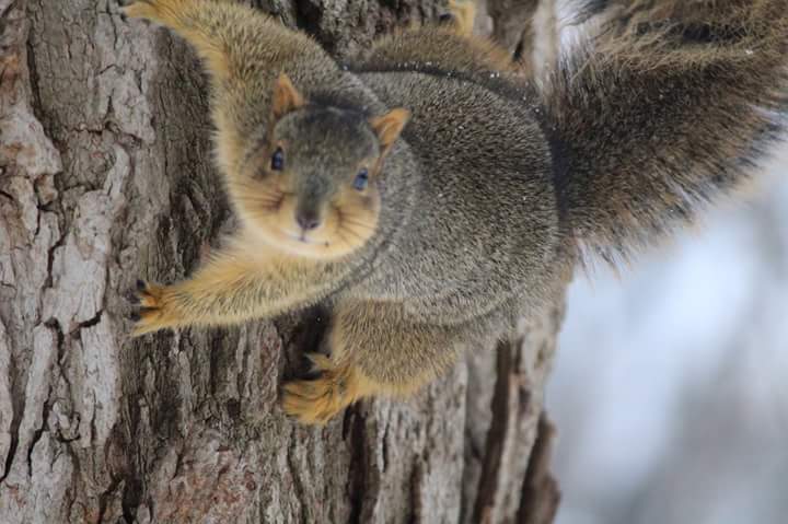 AmandaMBrown3's tweet photo. I SEE YOU!! #squirrelfriend #gotcha #photography https://t.co/yQNlr6wi7i