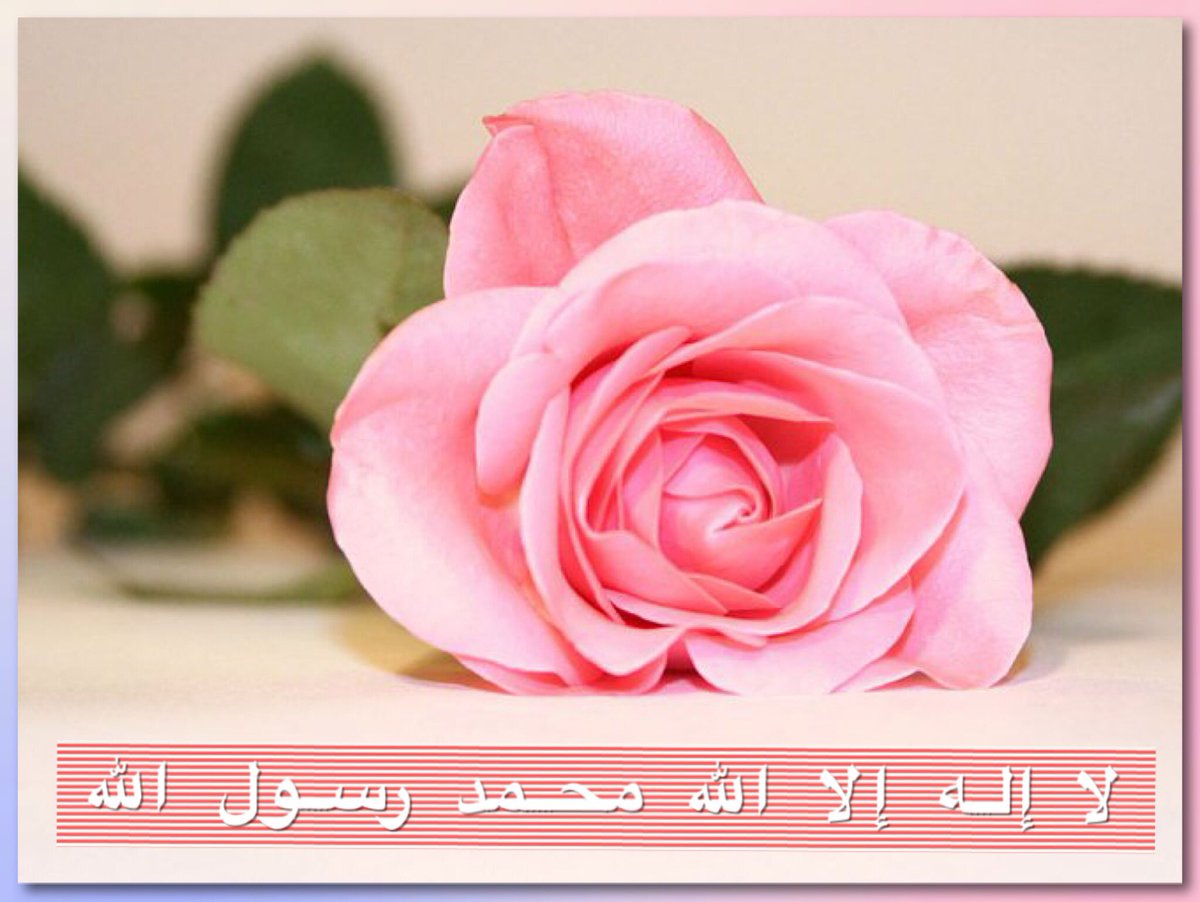 azsys2011's tweet photo. 🍃🌸🍃
لا قيمةَ للدنيا بغيرِ قلبٍ متعلِّق بالله
يلجأ إلى الله إذا حزن
ويحمده إذا فرح ، ويعود إليه إذا أذنب ، ويشكره على كلّ حال
فعلق قلبك بالله تطمئن في دنياك وآخرتك.🍃🌸🍃 https://t.co/E9PVJ8VoVC