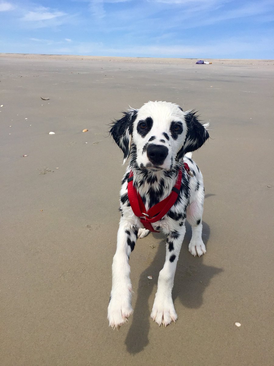 hearteyeddal's tweet photo. Charlie is too famous 😂 @jadenbyrd_ @Relatable #dalmatian #hearteyeddalmatian #hearteyes #charliethedalmatian #charliethehearteyeddal https://t.co/q2OWZPH2rT