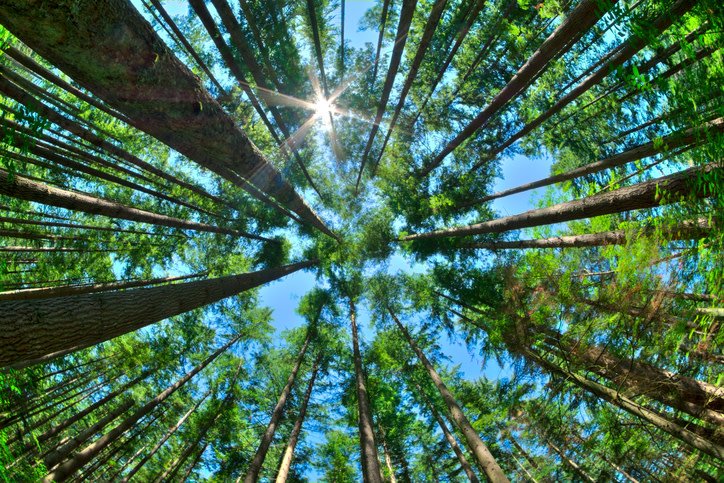 RoyalCarting's tweet photo. By recycling, you are helping protect forests which helps to reduce CO2 emissions. https://t.co/ydSP5aprnv