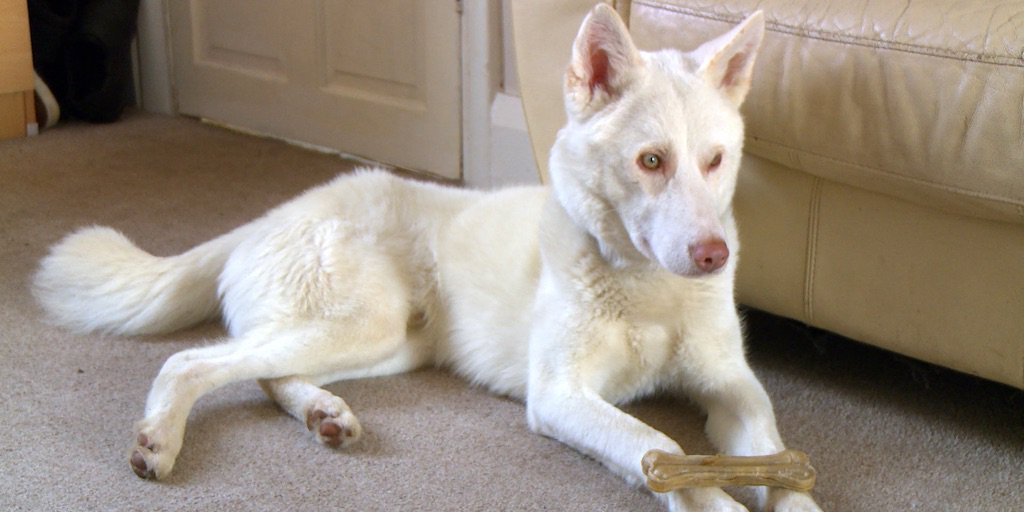 DogLostUK's tweet image. A beautiful one-year old Siberian Husky called Harley has escaped from home. His collar isn’t up to date, hindering his chances of being identified. #LostAndFound
@channel4 @dogstrust