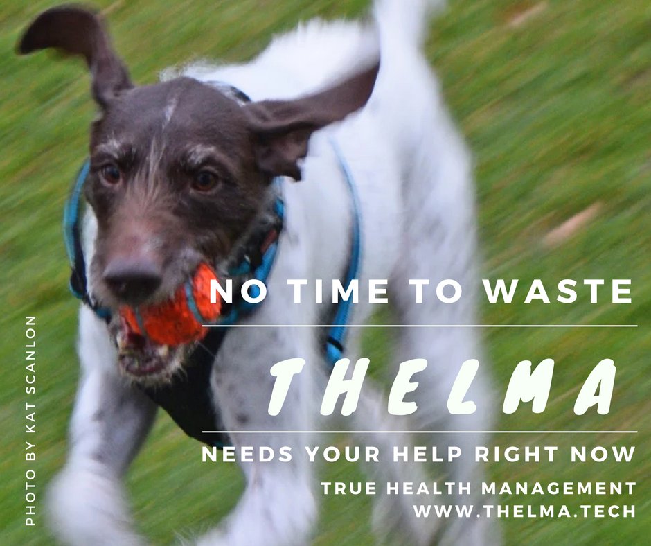 ThelmaTech's tweet image. Hurry on over to our link. We need your help so we can build THELMA to help you:  buff.ly/2nPxoi0
