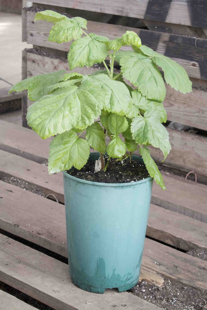 Loganberry can grow up to 2m high and spread equally as wide so make sure you leave plenty of space for it to grow in, with a growth habit like a thornless blackberry &amp; blackberry shape fruit with the attractive colouring of a Raspberry, makes a truly great mix of the pair!😃