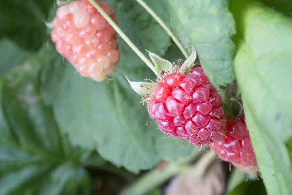 The Loganberry Flavour is perfect for Raspberry &amp; Blackberry lovers: Loganberries taste a little like a raspberry and a little like a blackberry, Simply Perfection! 😋 #BerryOfTheWeek #AskUsAnything