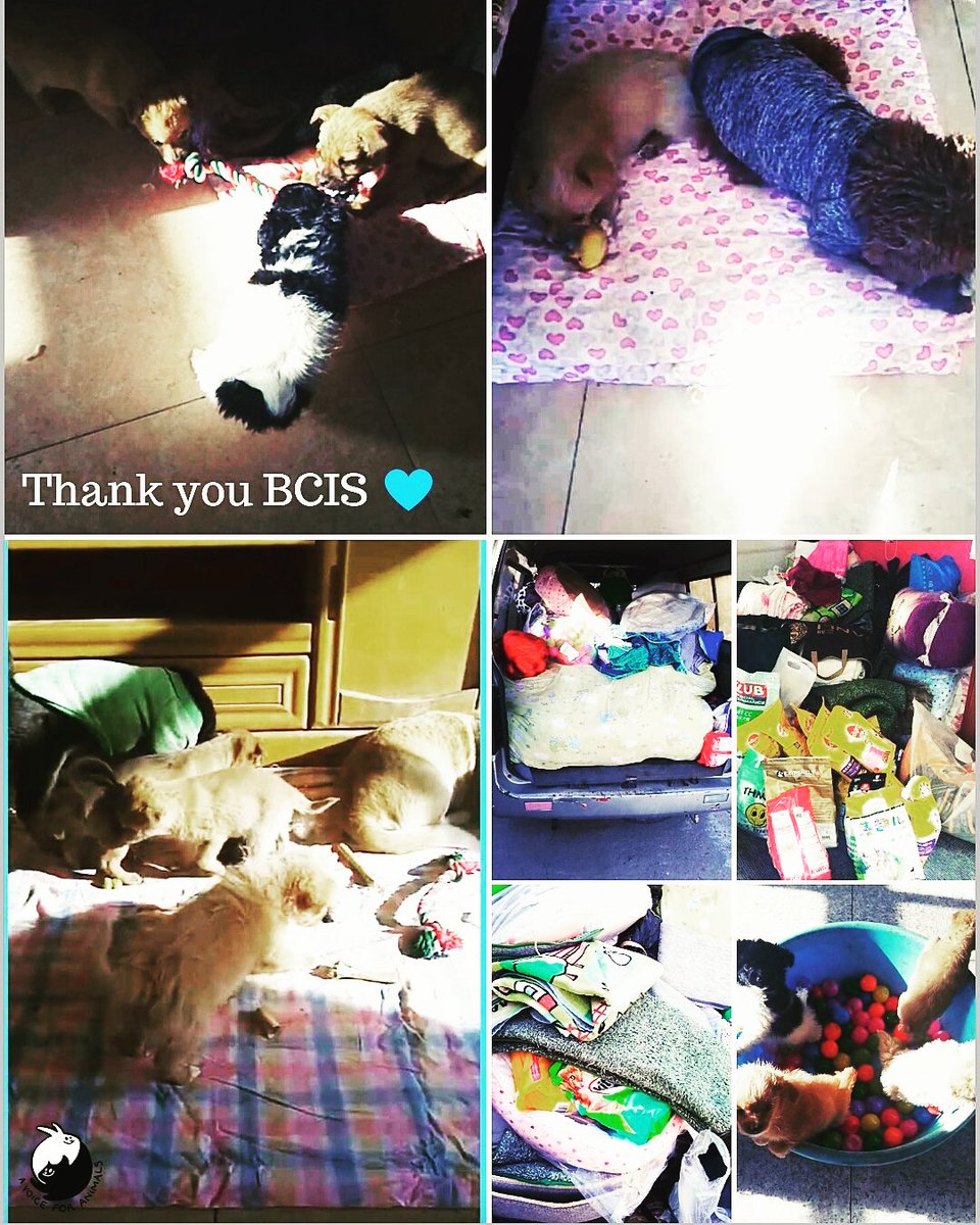 AVFAOfficial's tweet photo. 🐾🐶We had our 1st Dog Food/Supplies Drive at a local international school in Beijing. The dogs at the shelter were so happy to have cozy beds, blankets, food and toys for winter! #dogrescue #dogshelter#dogfooddrive #AVoiceforAnimals #adoptdontshop #rescueismyfavoritebreed https://t.co/jS6zl7Zrtr