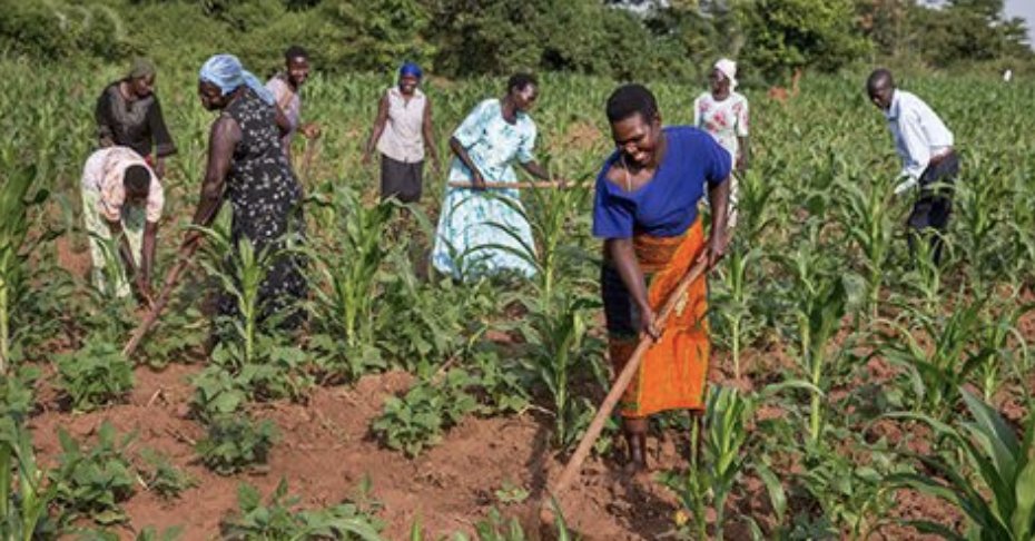 GeneticLiteracy's tweet photo. Calestous Juma: Africa needs its own Green Revolution based on science and technology https://t.co/1Mc6fvKeQ4 | @calestous #RIPCalestous #RIPCalestousJuma https://t.co/vORKMaLiSe