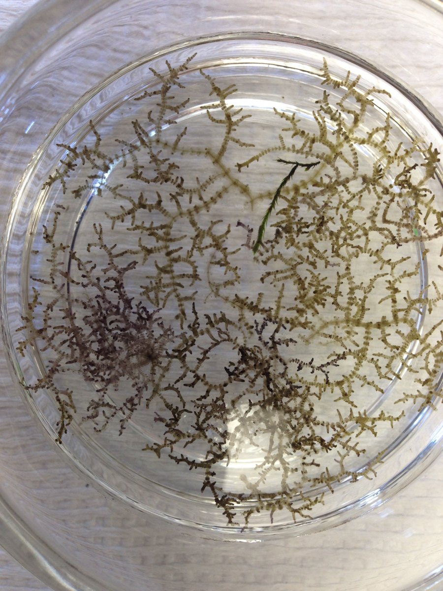 morgan_vis's tweet photo. Please RT. Looking for graduate students (MS &amp; PhD) to join my lab in Fall 2018. Stream #microbiome biodiversity using metabarcoding; systematics of fw red #algae using genomics. Website-https://t.co/smdmeQSzcI. DM me if interested. https://t.co/NIunLlrSQs