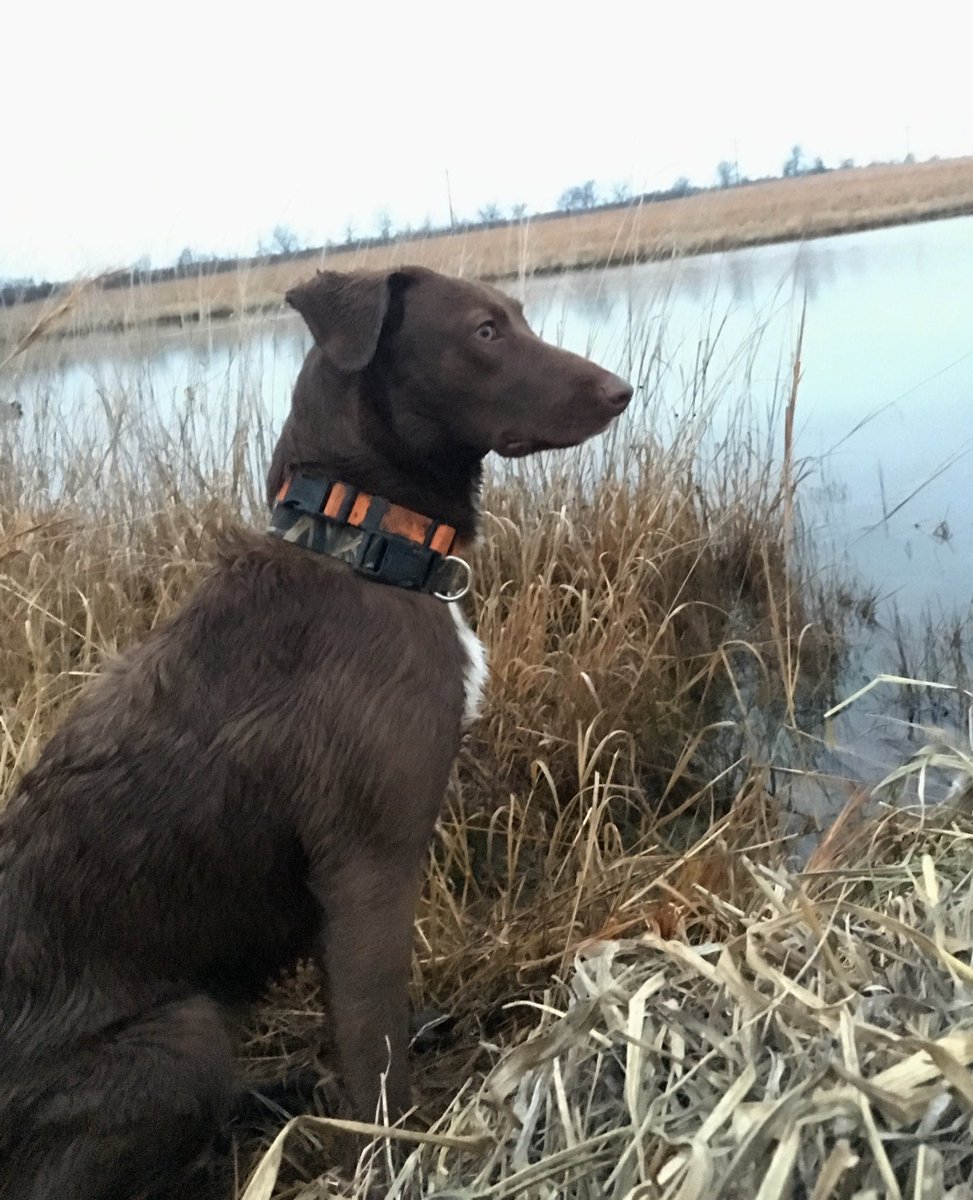 HunterNewkirk's tweet photo. 🐶🦆 https://t.co/SBUzyf0Def