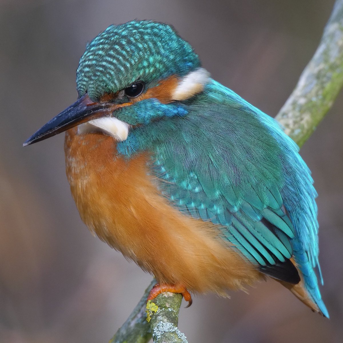PaulHdigiman's tweet image. King of Fishers 😊 #featherdetail #panasonicgh5 #kowasystem #kowa884scope #digiscoping #lumixuk #lumix #greatcombo #hertsbirds #StAlbans @KowaOpticsEU @KowaOptics @LumixUK @LumixUSA @lumixcan @b4rny @m33ky0 @KAWimages @m33ky0 @bright_images