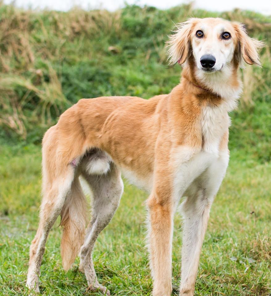 saluki adoption uk