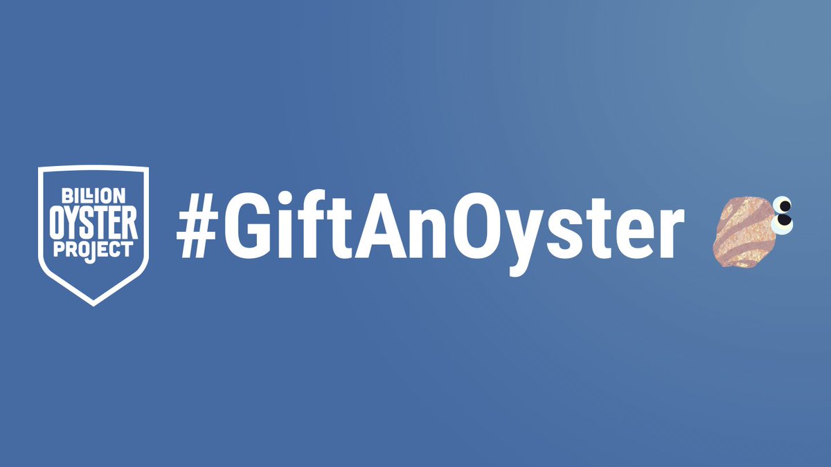 BillionOyster's tweet image. 25 million oysters have been planted in #NY Harbor. One adult oyster can filter a bathtub's worth of #water in just one day. This holiday season, you can #GiftAnOyster! Visit goo.gl/sJbqYP or text "donate" to 267.460.6943.