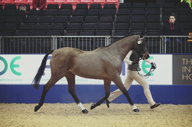 claireburrows07's tweet photo. Bit of a legend this one!! 4 times Olympia finalist .... owes me absolutely nothing!! Pony of a Lifetime ❤️ #OlympiaHorse #veteranpony #SSADL https://t.co/L374EWzxth
