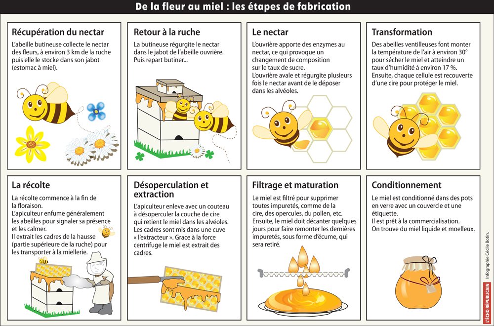 Récolte du miel : un guide étape par étape pour les apiculteurs 🐝