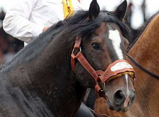 Did you know that <a href="/CS_Rodeo/">CS Rodeo</a> G-65 “Grated Coconut” was crowned the rodeo’s Top Bareback horse 5 times and world champion 6 times?