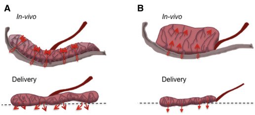 G proteins : techniques