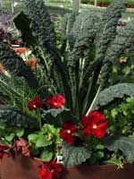 ALCC Tip of the week: GIVE GREEN, BUT MAKE SURE PLANTS AREN'T TOXIC

buff.ly/2oghZI3