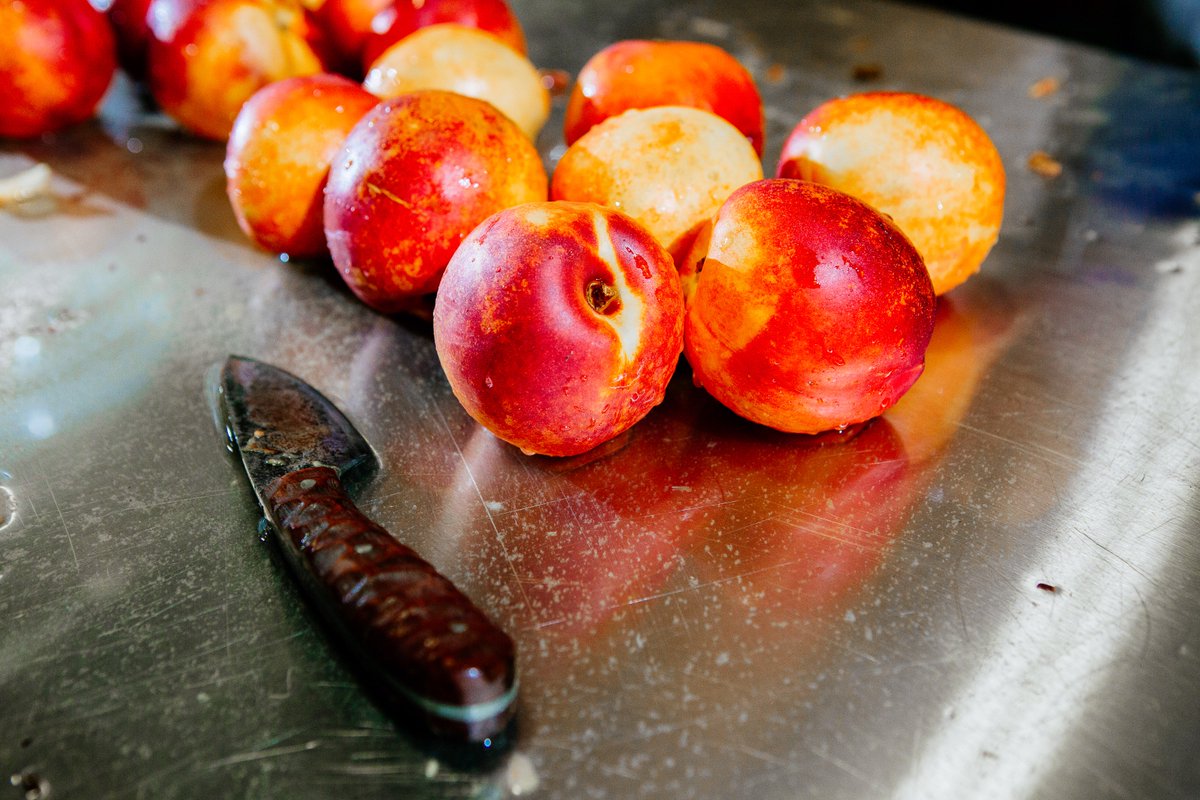 TroegsBeer's tweet photo. This summer we got 7,070 pounds of fresh nectarines from Peters Orchard. They had been bruised in a hailstorm and weren’t ideal to sell, but they were aces for brewing. Dear Peter is a bracing sour with a sweet, overripe nectarine nose. Coming Thursday. #SplinterWonderland https://t.co/eWUlZVT6F3