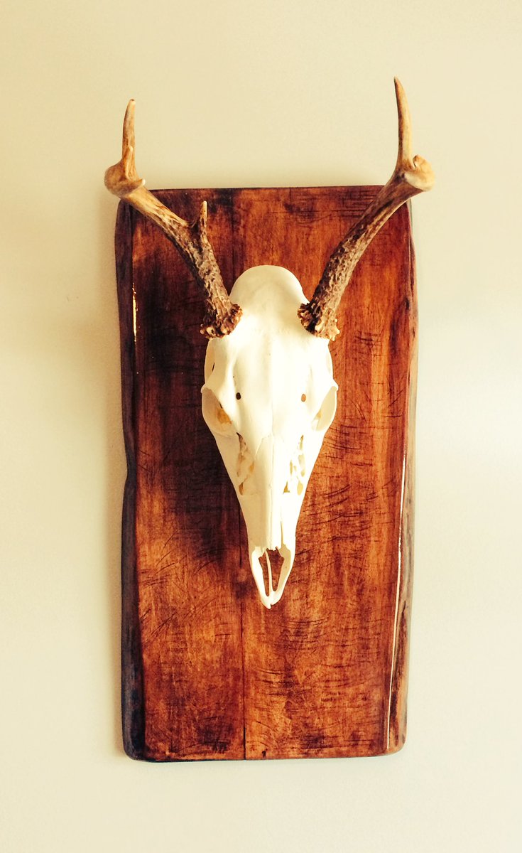 PatrickKKent's tweet photo. I finished my European Skull Mount this week! I kinda like it. #Deer #Mount #Taxidermy #plaque #DIY #skull #skullmount #hunt #hunting #shoot #shooting #rifle #outdoors #Godisgood #meat #freezer #go https://t.co/bgTNSrs1wc