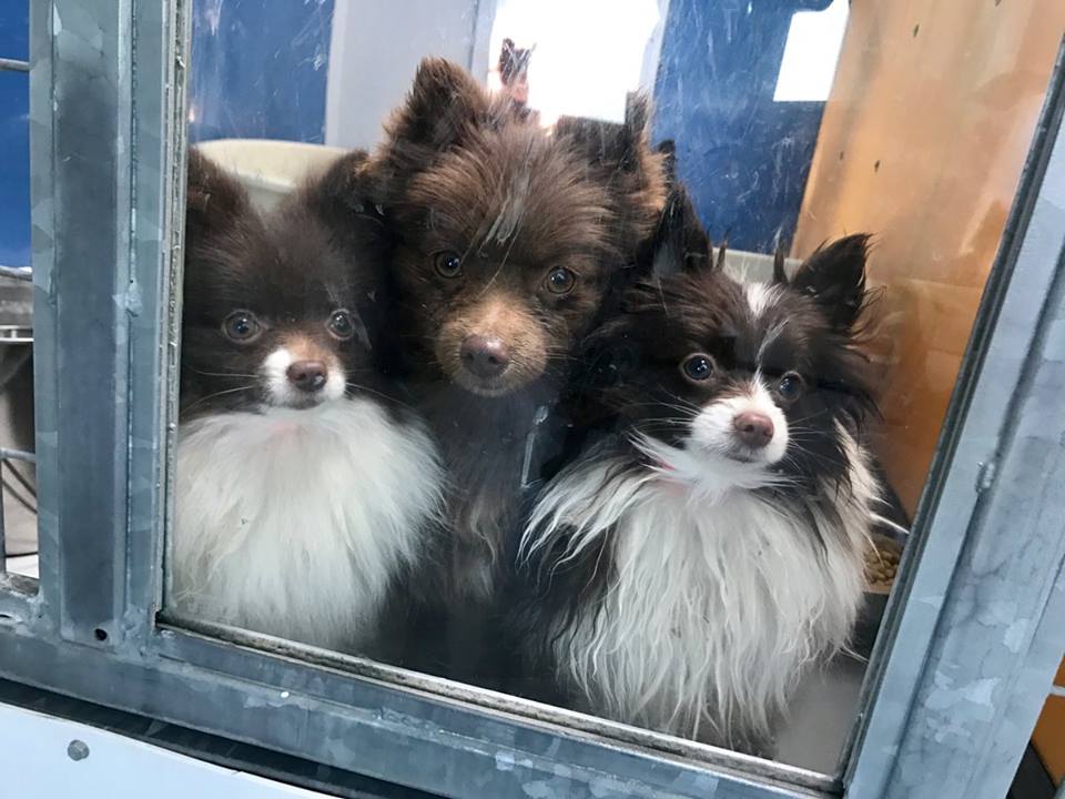 ClarkCountyNV's tweet photo. 11AM today @animalfndlv to begin facilitating adoptions for other rescued #pomeranian puppies not at #PucksforPaws with @GoldenKnights. Online registration will available for people interested in adopting. Read more about the requirements - https://t.co/DBAjc8tAQI  #Vegas https://t.co/NcxJGI4Nhm