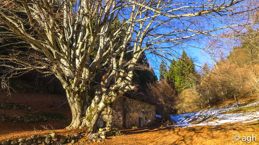 aghezzer's tweet photo. Cercando alberi monumentali tra #Piné e Val dei #Mocheni, nel #lagorai occidentale #trentino  https://t.co/1JBm5ErFWG https://t.co/JOjvlDt7CH