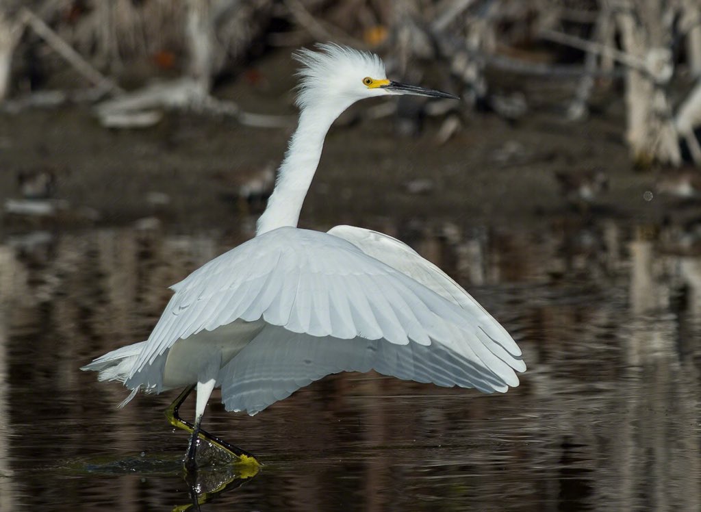 #Christmas day is sneaking up on me fast, like this snowy egret is sneaking up on its prey. I wish there were more #birds enjoying #Florida. Bring us #CleanWater #Conservation #wildlifehabitats. @audubonsociety #egrets