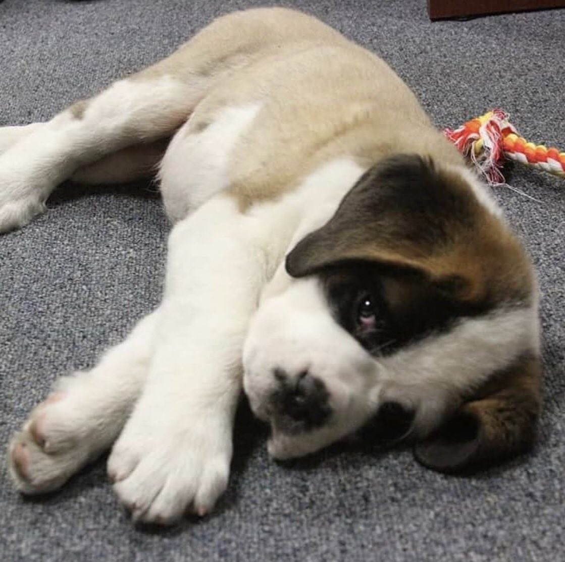 ECStudentGov's tweet image. We have some exciting news! The Emmanuel community is excited to welcome Emma, the new campus dog, to campus next semester!