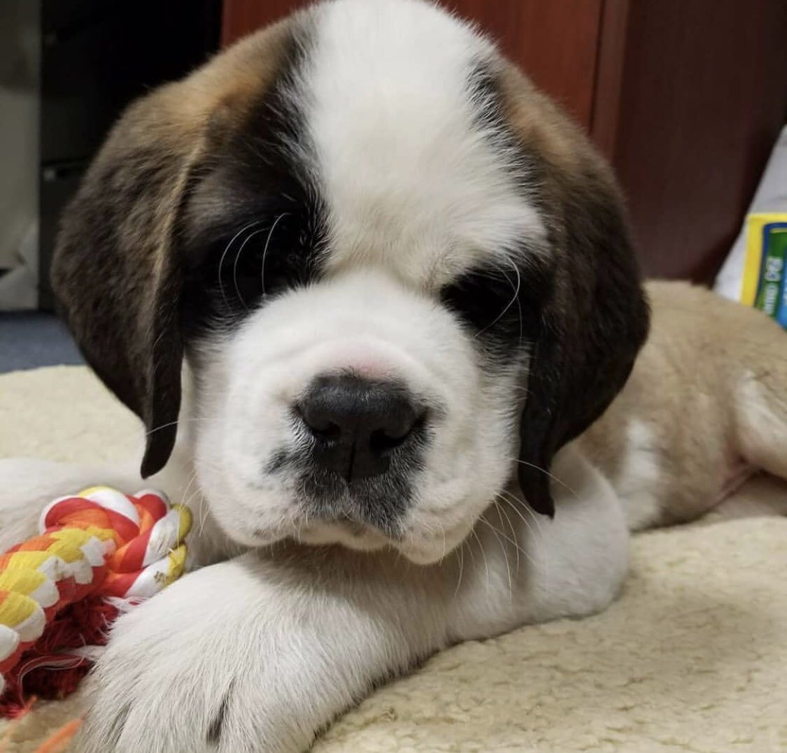 ECStudentGov's tweet image. We have some exciting news! The Emmanuel community is excited to welcome Emma, the new campus dog, to campus next semester!