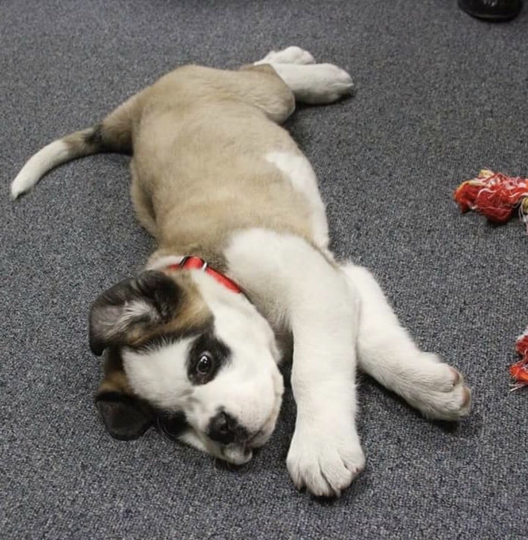 ECStudentGov's tweet image. We have some exciting news! The Emmanuel community is excited to welcome Emma, the new campus dog, to campus next semester!