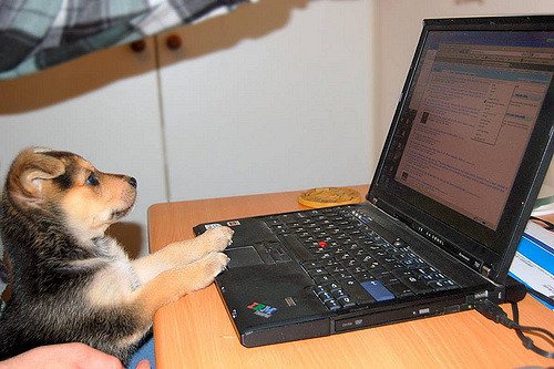 ThoughtMakerz's tweet photo. You think #dogs and #fish can get in the way of a productive office, wait till you try something off the books
#officeculture #officedogs #HR
https://t.co/l81dwP6X9Y https://t.co/dPhIGFMkPc