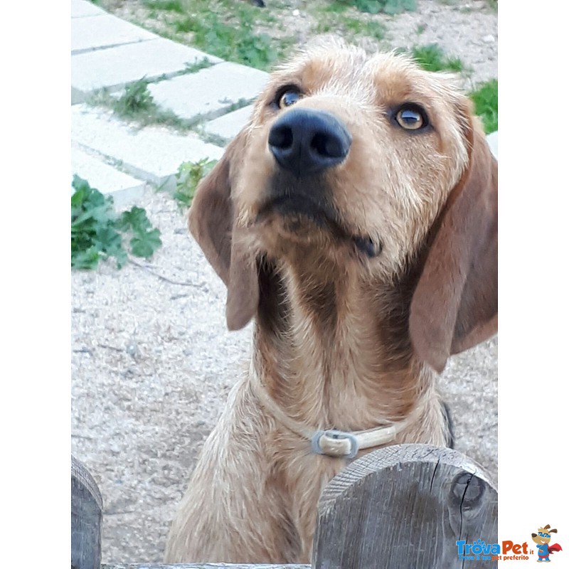 trovapet's tweet photo. #BassottoTedesco maschio di 7 mesi in adozione a #Bergamo https://t.co/kgrHCNU8IU https://t.co/zgn3tkRtcs