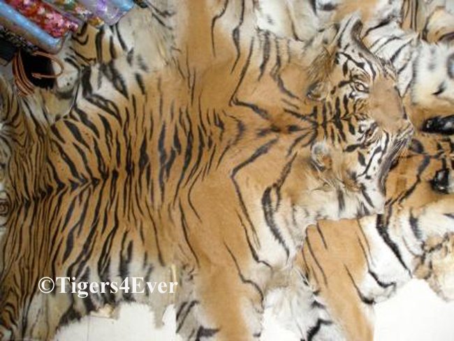 Tigers4Ever2010's tweet photo. #ItsSadWhen a wild #tiger dies because people want to wear his skin https://t.co/Pl6mxU68Tn https://t.co/FdnVEPQr5k