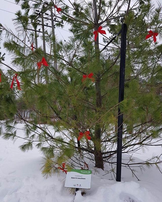 2017welland's tweet photo. Still looking for the perfect gift? We have a few trees left to purchase for your loved ones on Trail 150 on Merritt Island. Look at this one all decorated for Christmas! Pop by the Wellness Complex on Lincoln St today to order your very own tree! https://t.co/YAVvMi72Gr