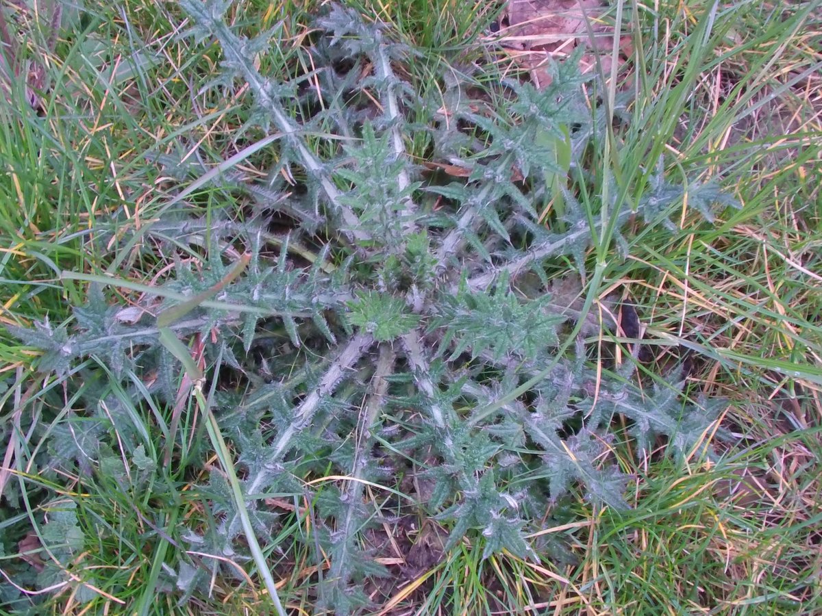 Foraging and cooking thistles... without feeling a prick!
wildplantguide.com/latest-picking…
#foraging #thistles #medicinalfood