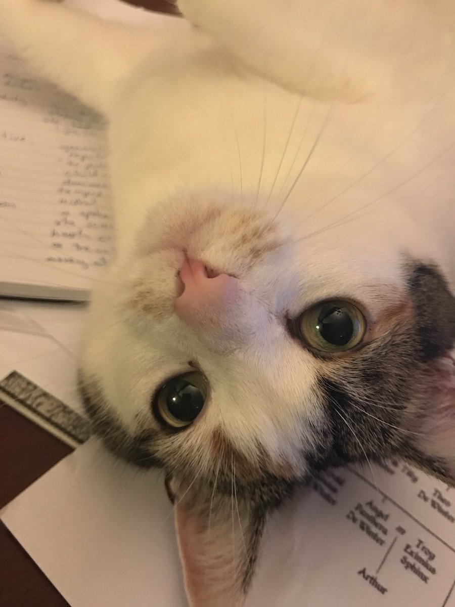 KLJonesAuthor's tweet photo. Not helping.  #CatsOfTwitter #WritingLife https://t.co/3JIfaOOXQJ