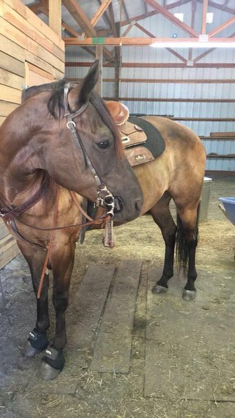 Rate_Horses's tweet photo. This is Gracie Lou. Smiling is her favorite. Left a successful career in the customer service industry to become a tack and blanket model. 13/10 good choice, Gracie Lou https://t.co/6KxGrmEqfV
