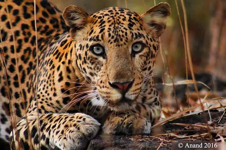 A leopard licks it's spot, black and white - African proverb
#penchnationalpark #overlandingindia #overlanding #indianleopard 
overlandingindia.com