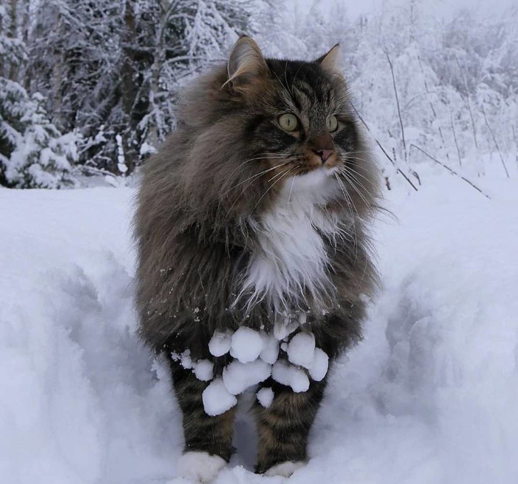 KitNipBox's tweet photo. "Snowballs use me as a taxi" 🚕❄️#WinterKitty #KitNipBox [📷: @sampycat] https://t.co/oTQxyPJJz2 https://t.co/E3BAxa2Nii