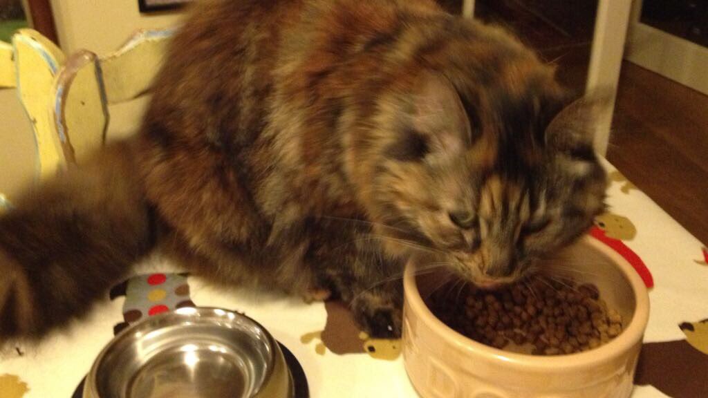 Has anyone seen this #Barnes cat?She is microchipped. Pls contact ruby.street@hotmail.co.uk #missingcat